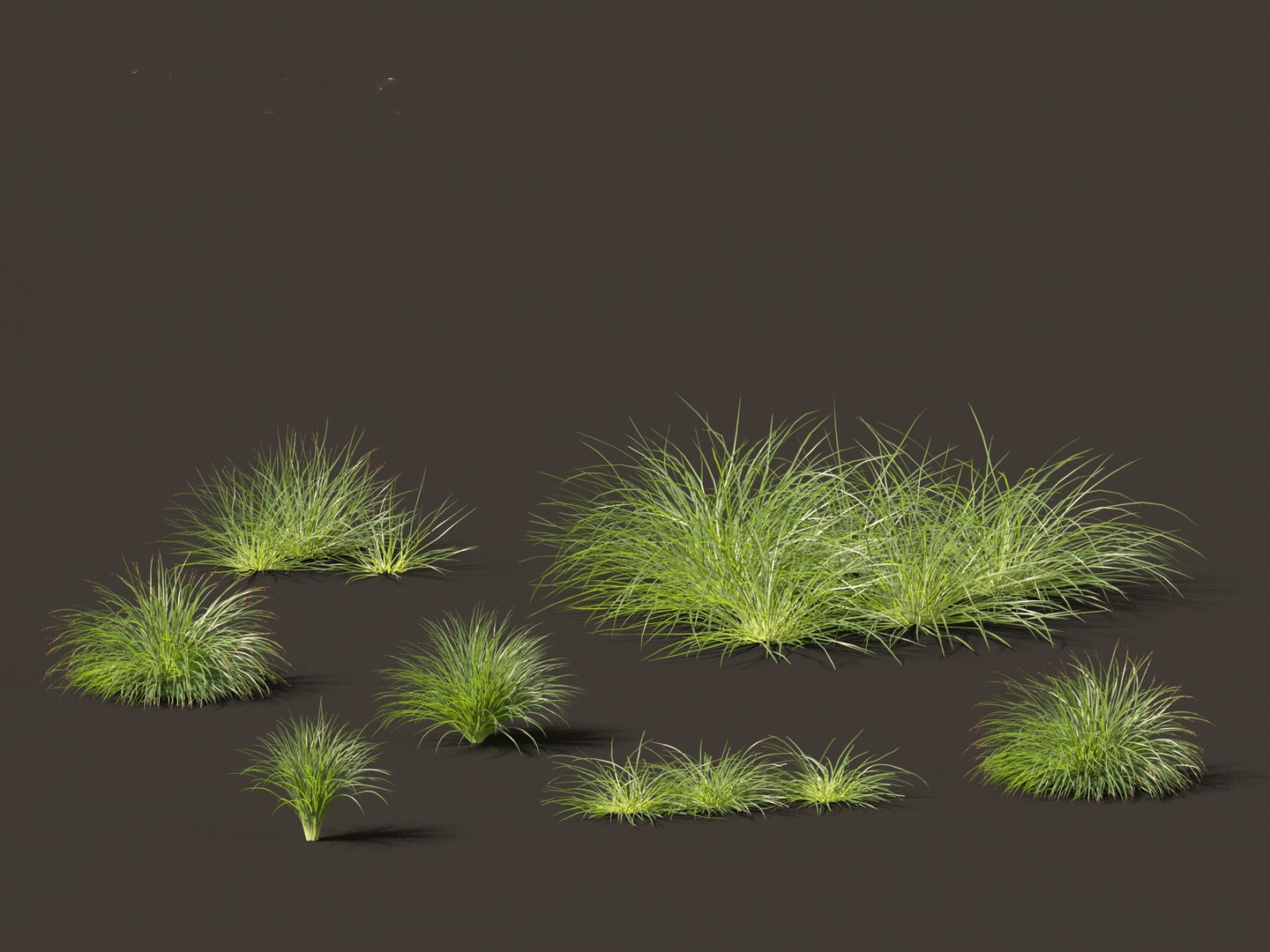 3D Lomandra Fluviatilis - Mat Rush - TurboSquid 2142731