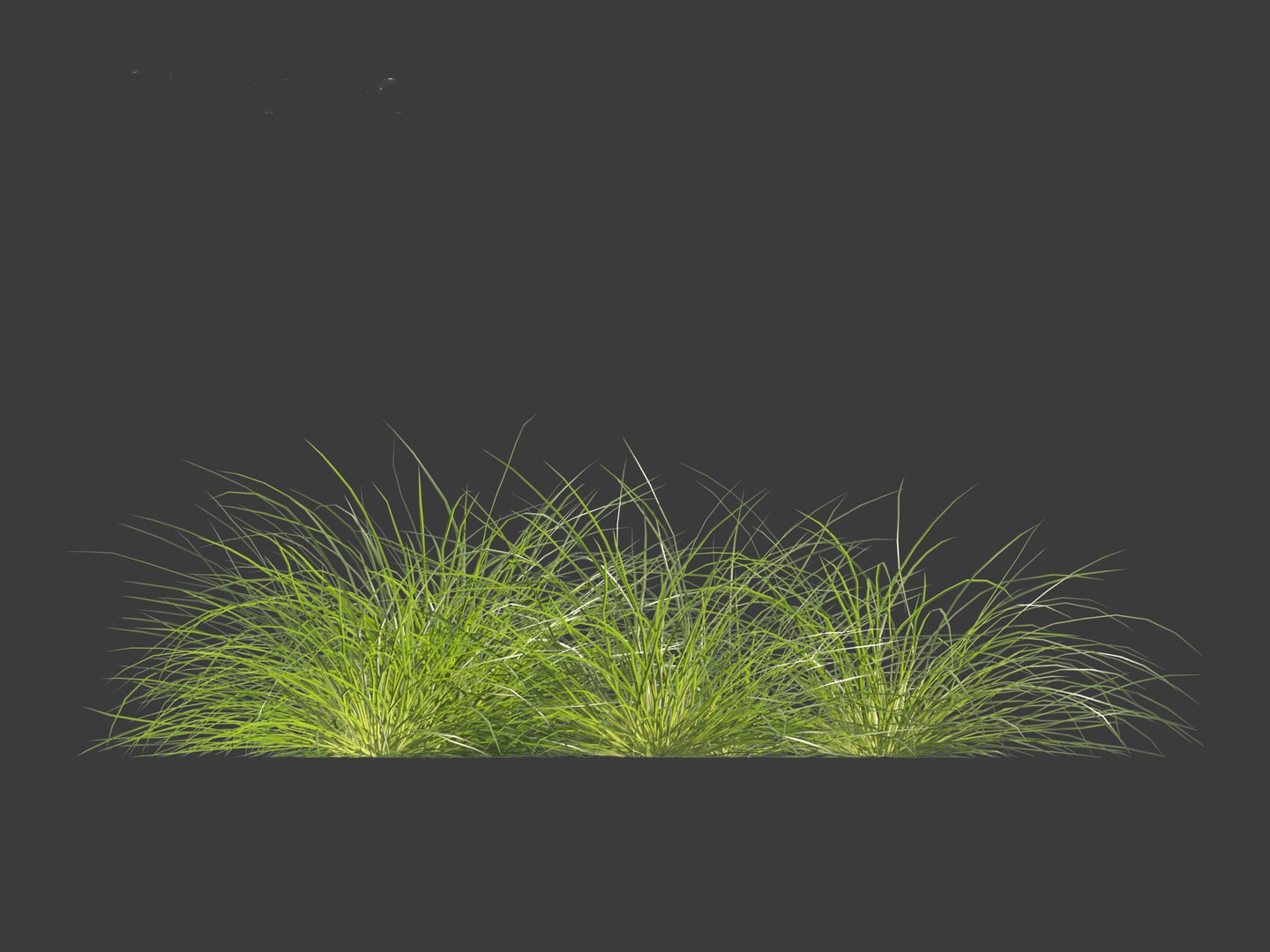 3D Lomandra Fluviatilis - Mat Rush - TurboSquid 2142731