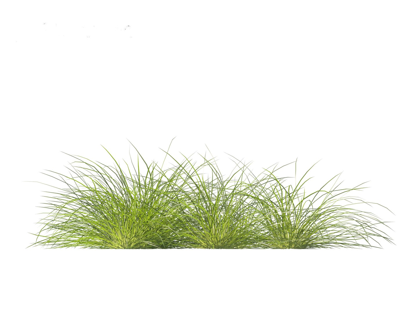 3D Lomandra Fluviatilis - Mat Rush - TurboSquid 2142731