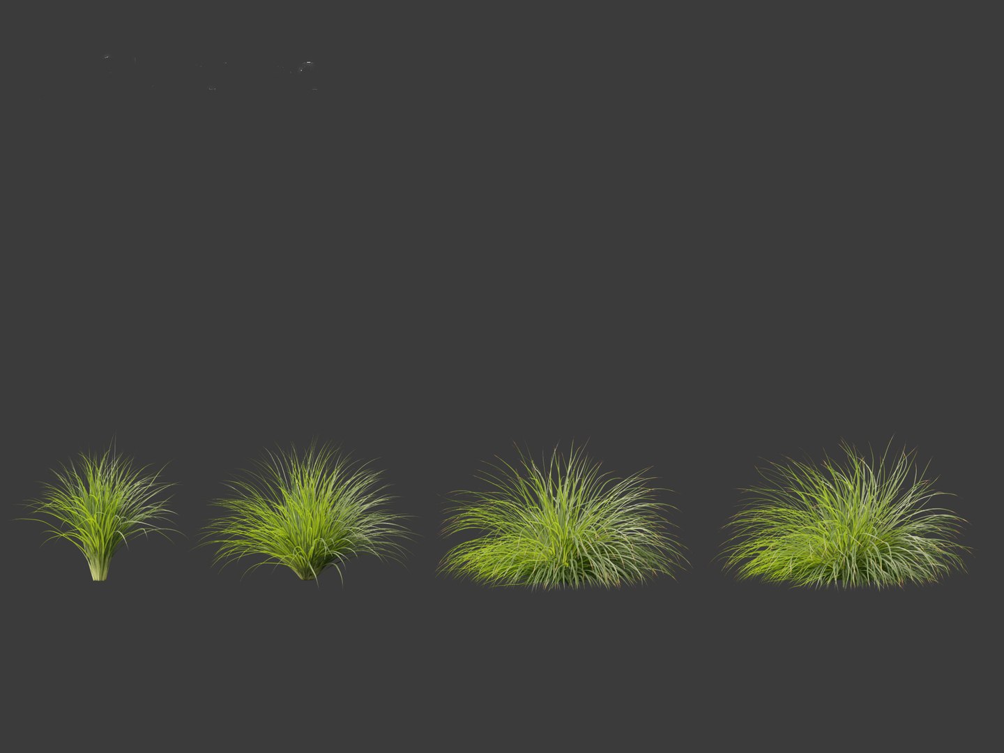 3D Lomandra Fluviatilis - Mat Rush - TurboSquid 2142731