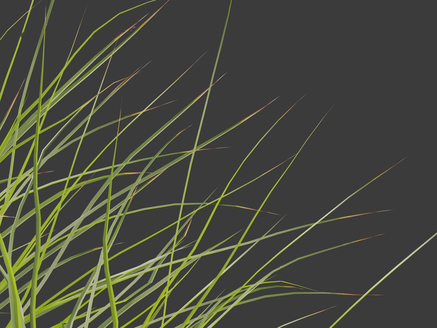 3D Lomandra Fluviatilis - Mat Rush - TurboSquid 2142731