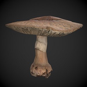 Blusher Mushroom 3D