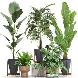 Plants collection 717