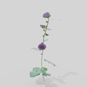holly hock