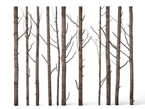 3D model Bare Tree Trunks Collection 3D Model