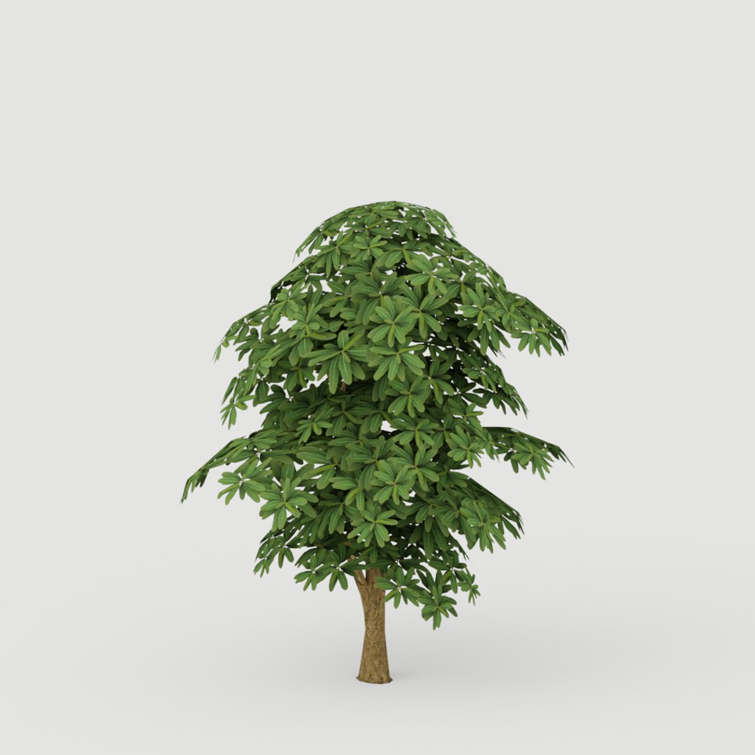 3D Cerbera Tree Model - TurboSquid 1425230