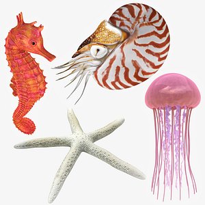 3D sea animals