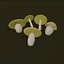 Boletus bianco del fumetto