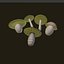 Boletus bianco del fumetto