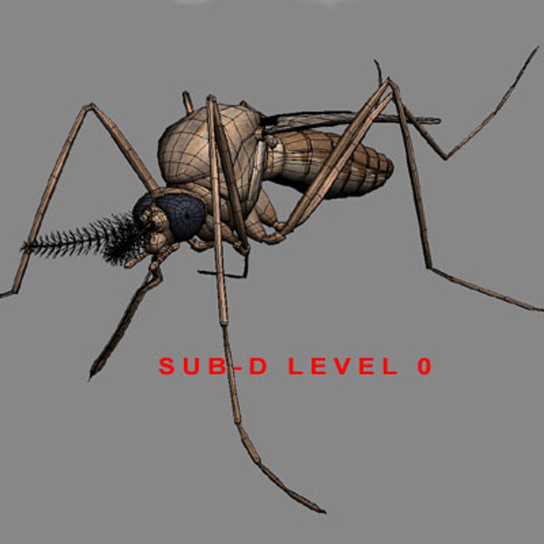 Mosquito Insect 3d Model