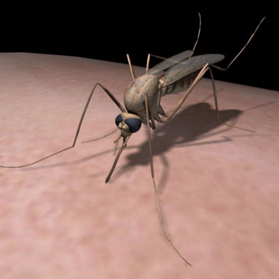 Mosquito Insect 3d Model