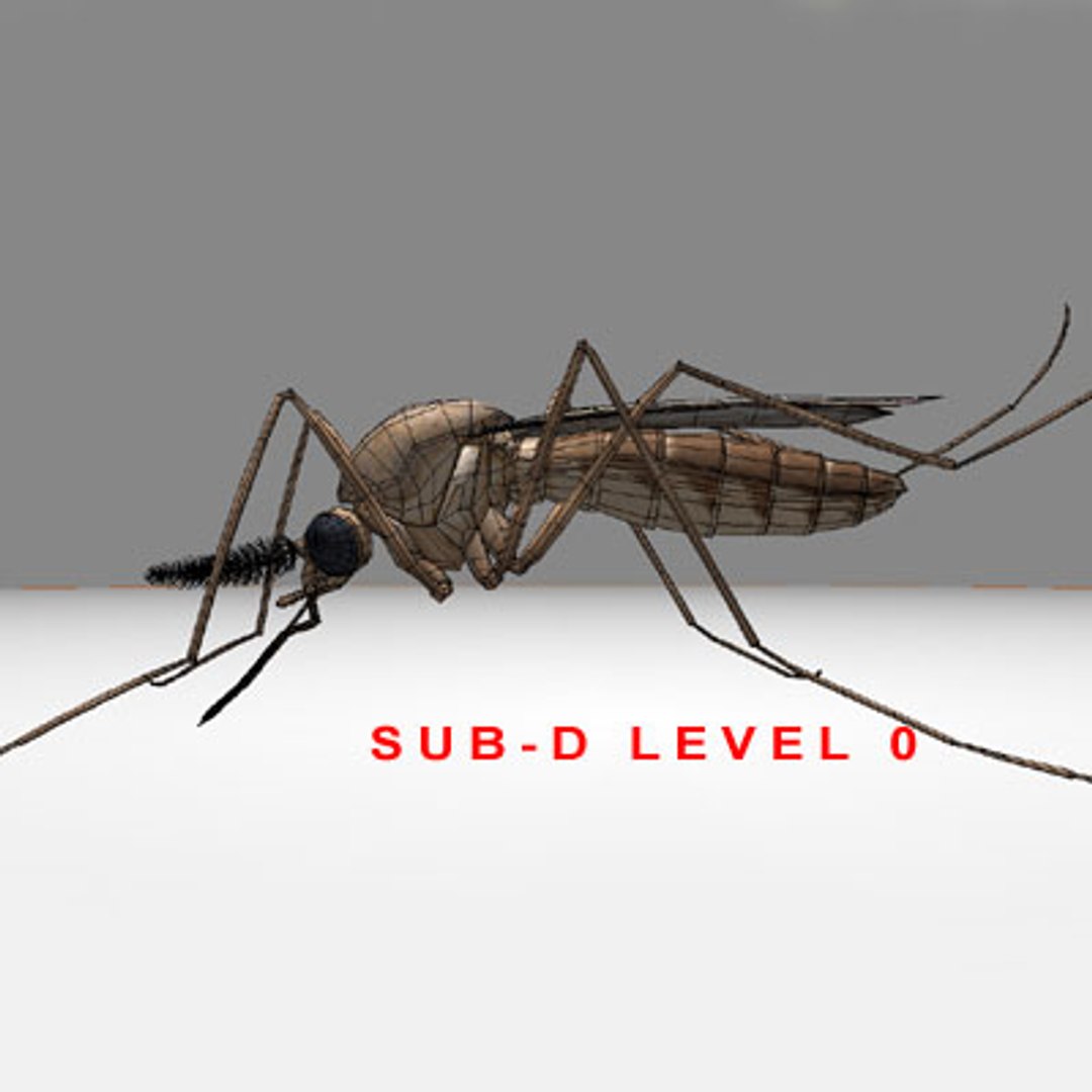 Mosquito Insect 3d Model