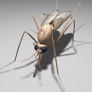 mosquito insect 3d model