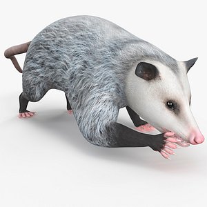 Opossum Eating Animated Rigged