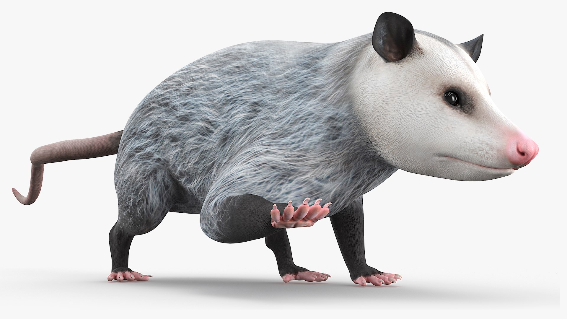 Opossum Eating Animated Rigged 3D model preview