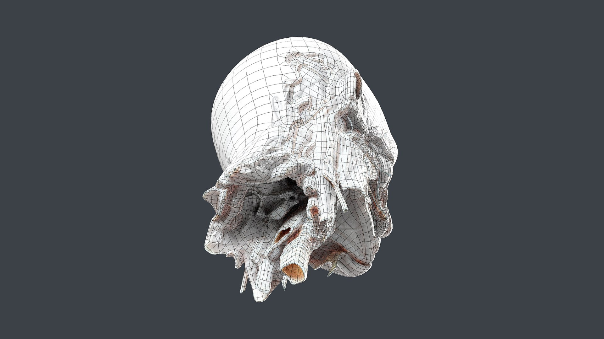 3D Severed Head 2 https://p.turbosquid.com/ts-thumb/2U/8czIqp/M1/wire3/png/1659619119/1920x1080/fit_q87/8e7a2e7bf966d0d41640fc6b064942e407877dce/wire3.jpg