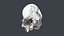 Severed Head 2