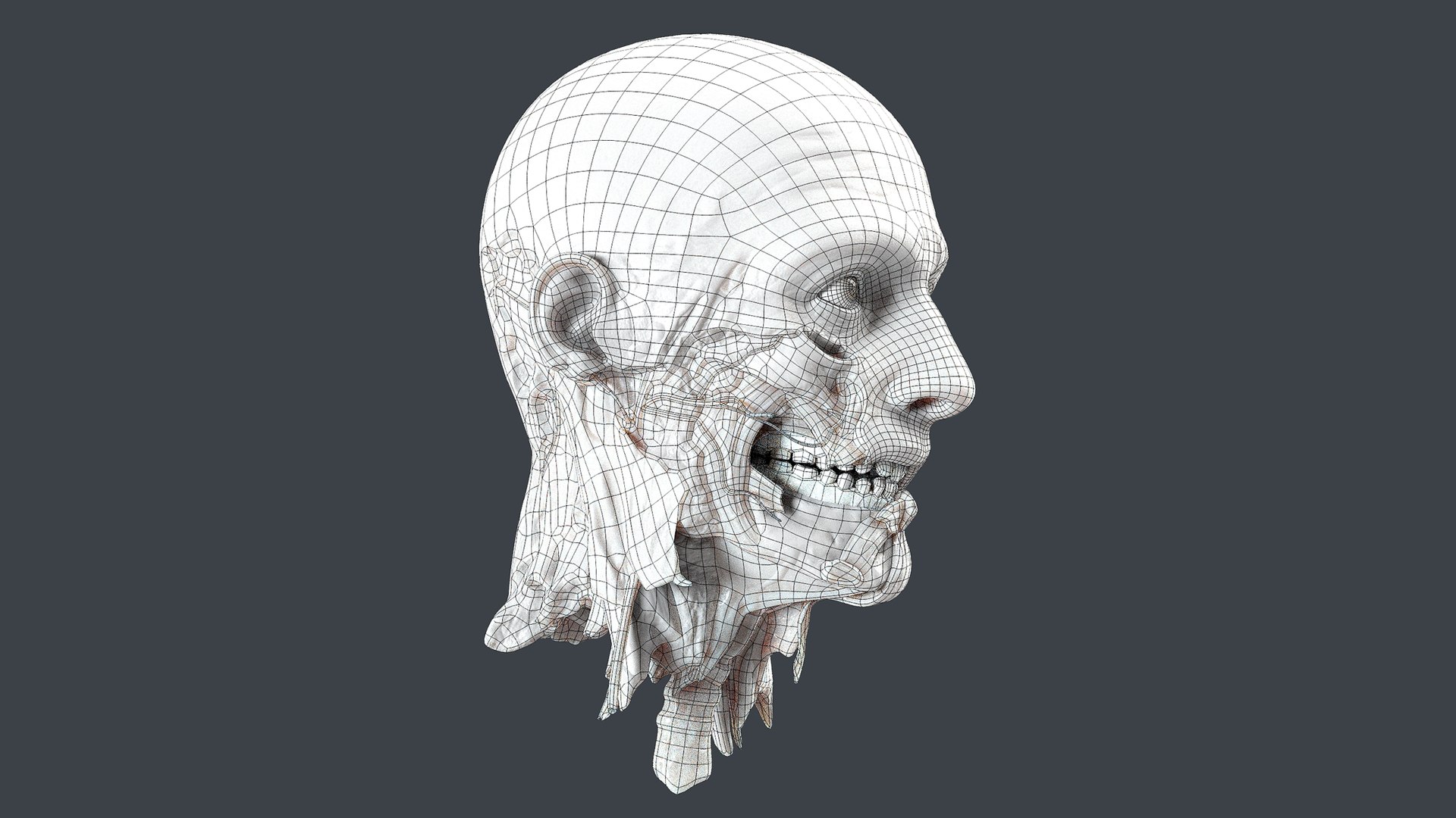 3D Severed Head 2 https://p.turbosquid.com/ts-thumb/2U/8czIqp/ZZ/wire2/png/1659619118/1920x1080/fit_q87/7e6b91d53b0edc1cd3ea515c2cbd950f4edf3f0c/wire2.jpg