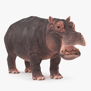 3D Hippo Textured model