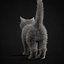 子猫グレー