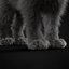 子猫グレー