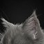 子猫グレー