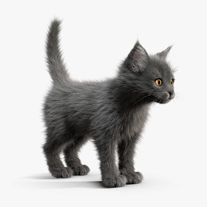 kitten grey 3d model
