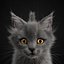 子猫グレー
