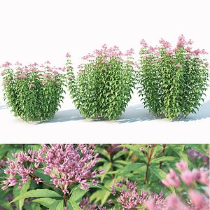 Eupatorium purpureum 3 sizes  160-240 cm # 2