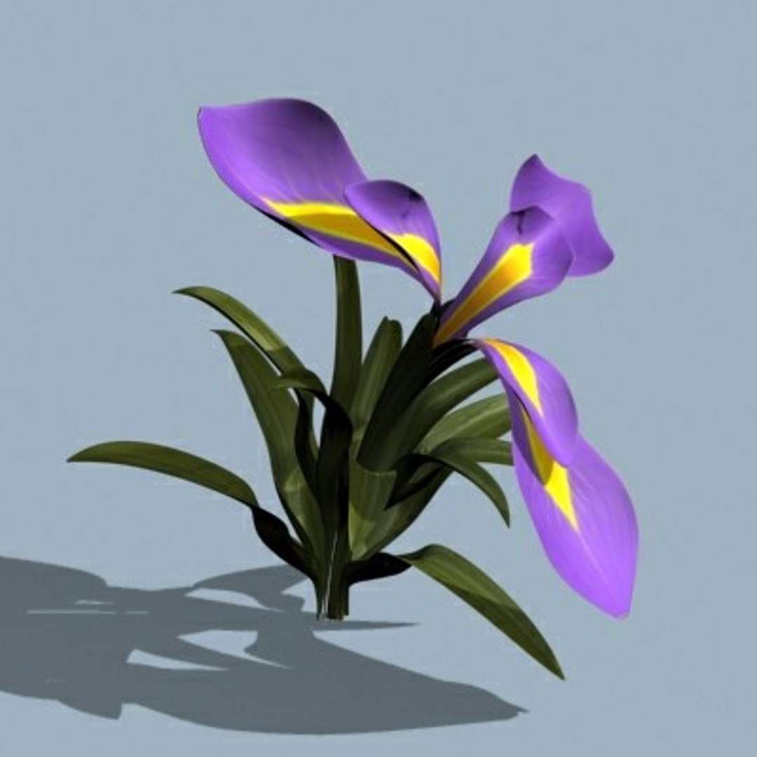 3d Model Realistic Flower 3 Open