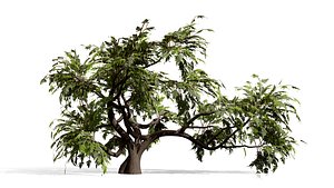 Arid Landscape Ghaf Trees