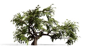 Arid Landscape Ghaf Trees
