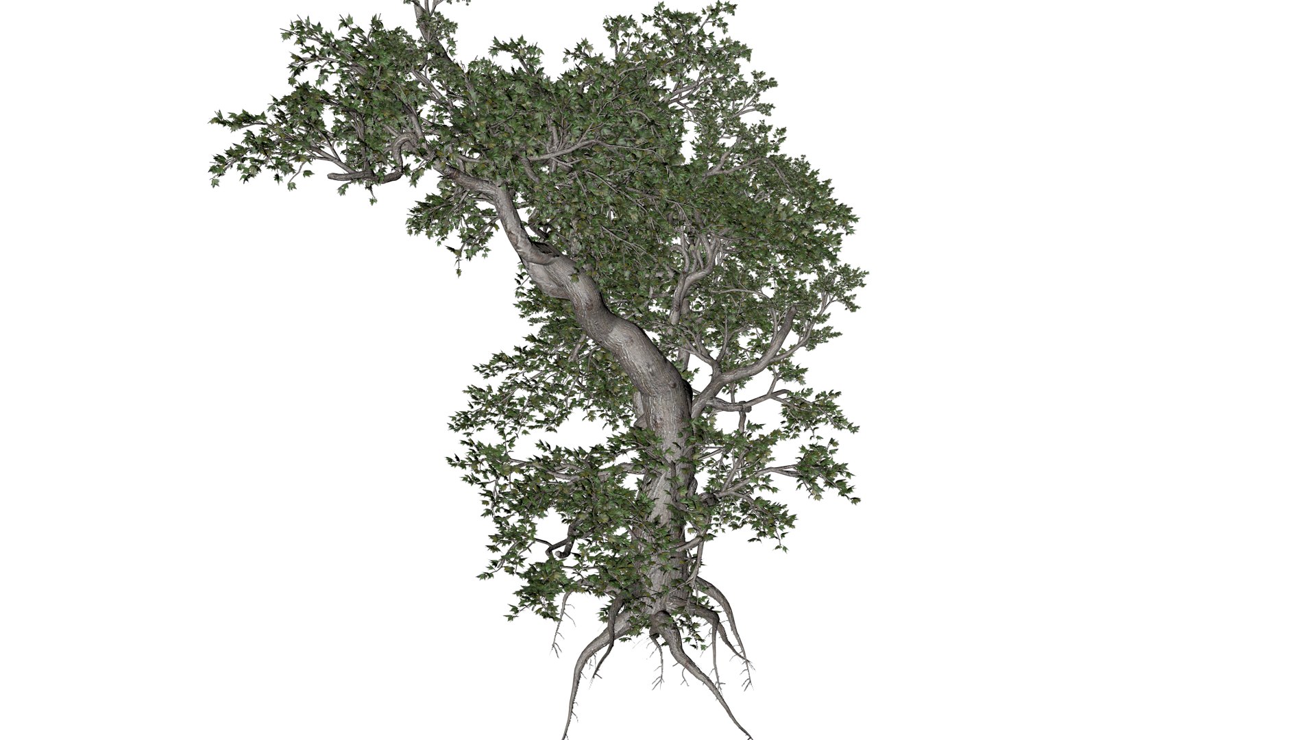 Japanese Maple Tree - 07 - 3D Model - TurboSquid 2376686