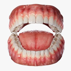 Realistic Human Mouth Teeth Tongue Rigged