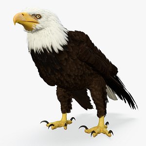 3D model American Bald Eagle Standing