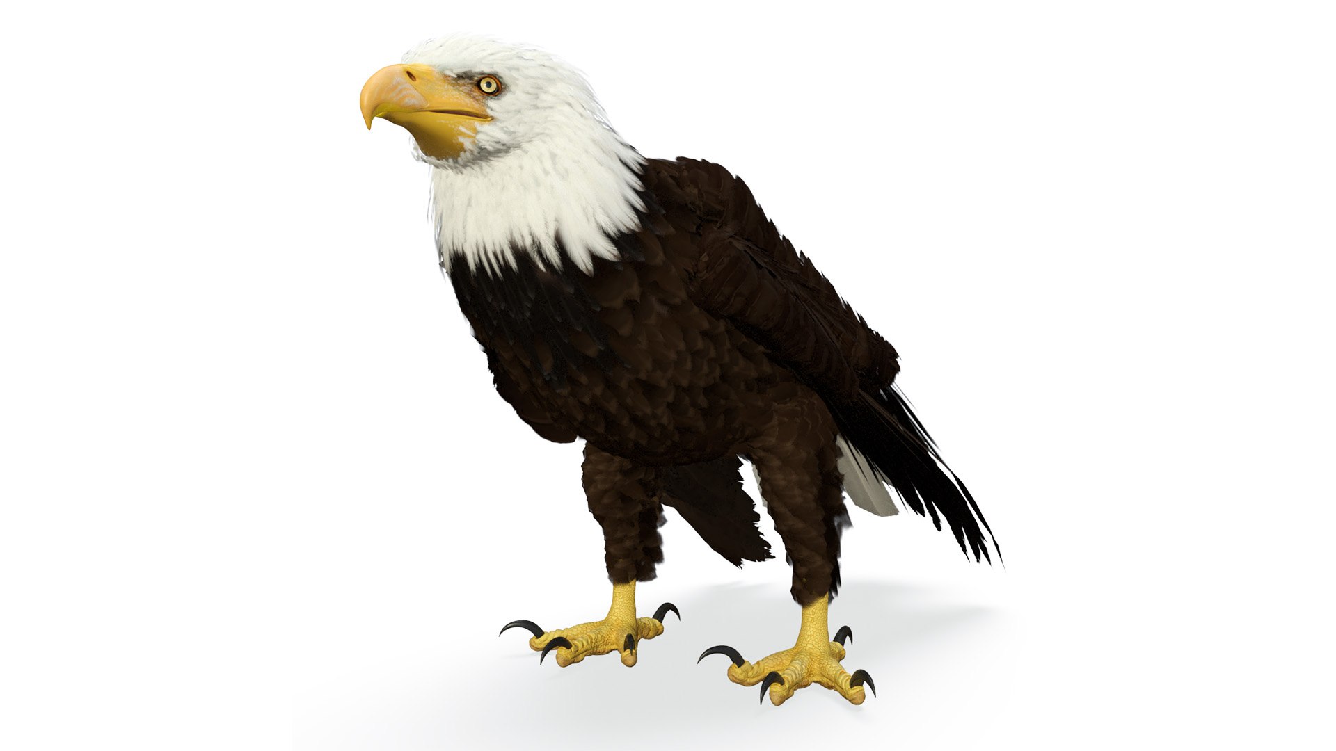 American Bald Eagle Standing 3D model preview