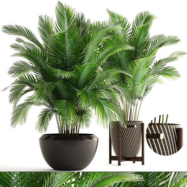 modelo 3d Colección de plantas de palma areca. - TurboSquid 1248789