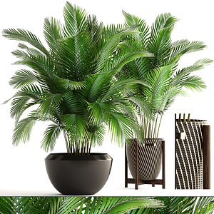 Collection of plants Areca Palm
