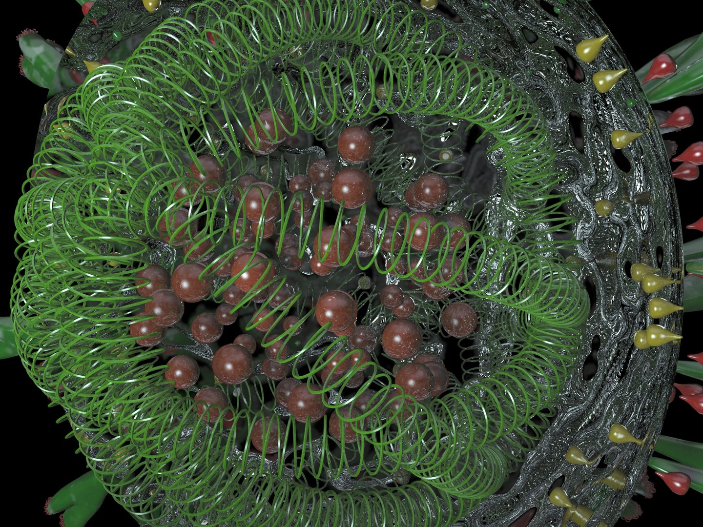Coronavirus structure 3D model - TurboSquid 1529860