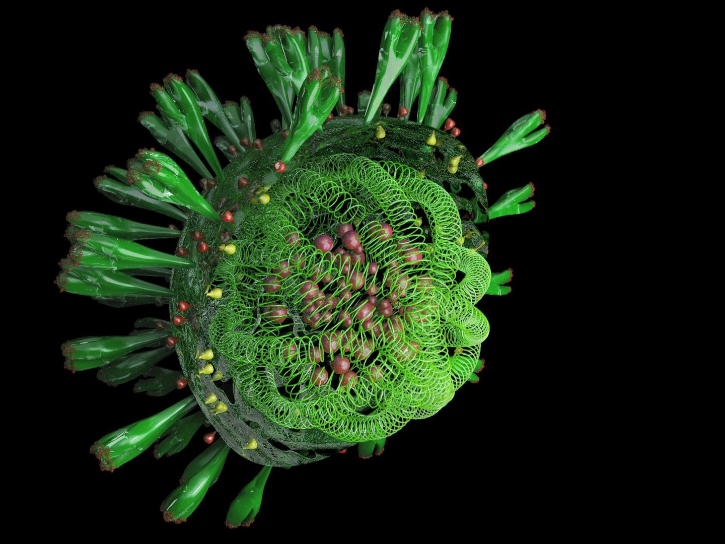 Coronavirus structure 3D model - TurboSquid 1529860