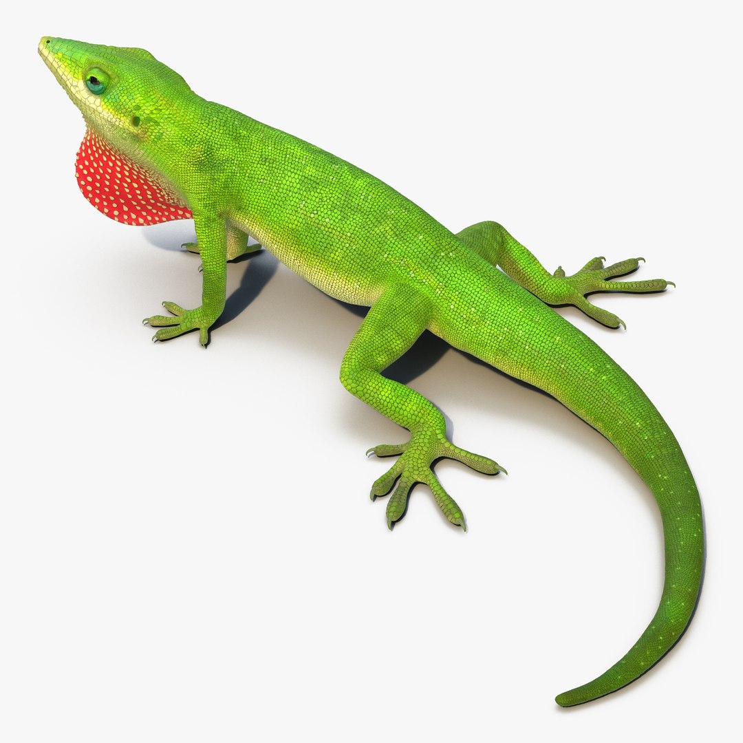 Carolina Anole Lizard Pose 2 3D Model 3D model preview