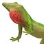 3d carolina anole lizard pose model