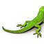 3d carolina anole lizard pose model