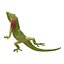 3d carolina anole lizard pose model