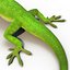 3d carolina anole lizard pose model