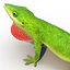 3d carolina anole lizard pose model