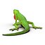 3d carolina anole lizard pose model