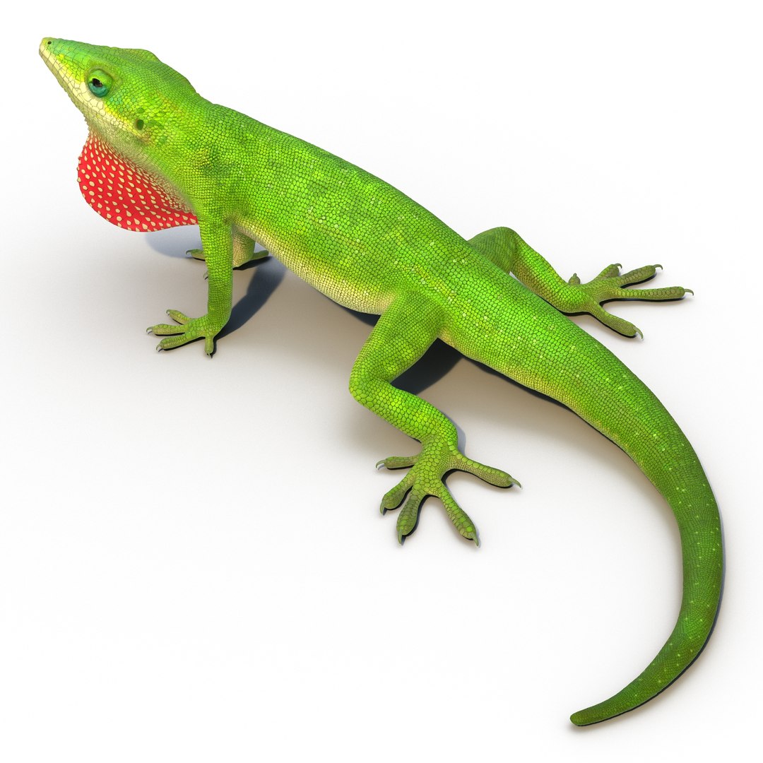 3d carolina anole lizard pose model https://p.turbosquid.com/ts-thumb/2U/ioyxu3/zrICzNj0/carolinaanolelizardmb3dmodel01/jpg/1467370754/1920x1080/fit_q87/e510b5ede606ccc5f129fc035074fd8fe5e13c68/carolinaanolelizardmb3dmodel01.jpg
