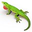 3d carolina anole lizard pose model