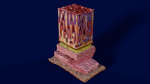 Stomach Gastric Gland cells histology 3D